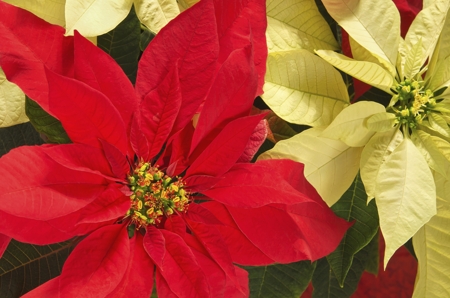 Poinsettia