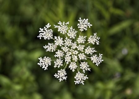 Queen Anne's Lace