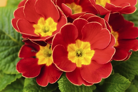 Primrose (Red)