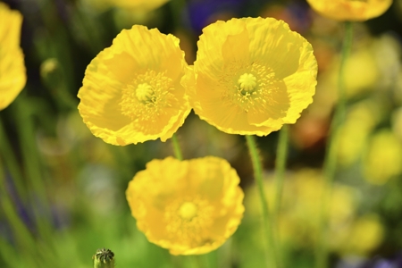 Poppy (Yellow)