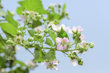 Raspberry Blossom