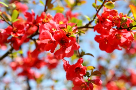 Quince Blossom