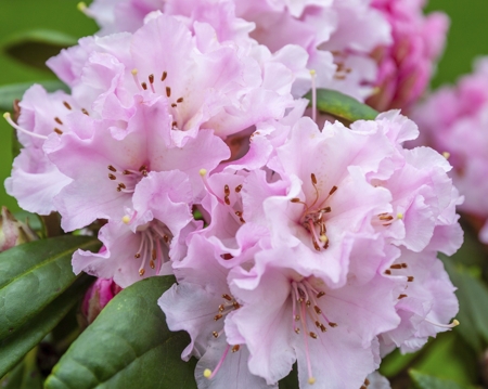 Rhododendron