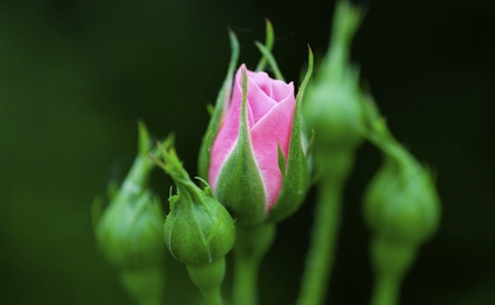 Rose (Bud)