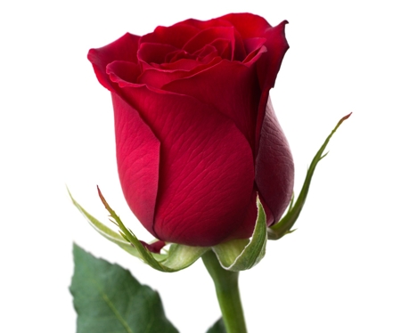 Rose (Bud red)