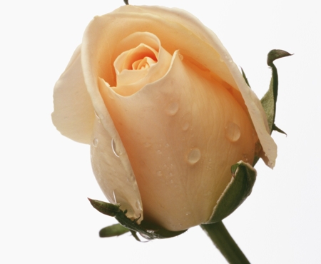 Rose (Bud orange)