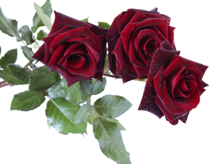 Rose (Burgundy)