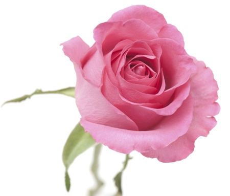 Rose (Dark pink)