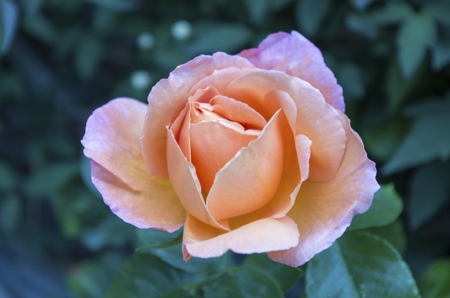 Rose (Lavender)