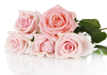 Rose (Light pink)