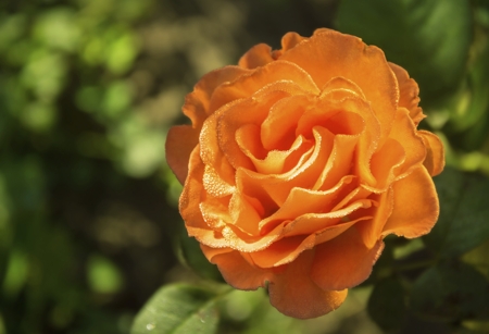 Rose (Orange, Coral)