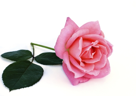 Rose (Pink)