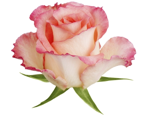 Rose (Pink & White mixed)