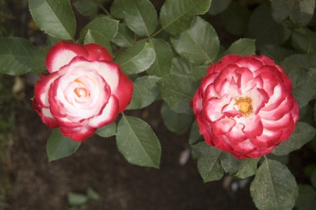 Rose (White on red)