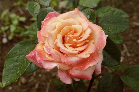 Rose (Red & Yellow mixed)