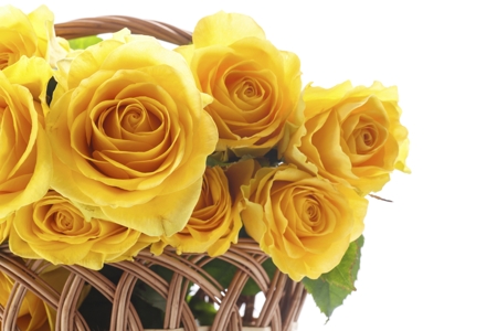 Rose (Yellow)