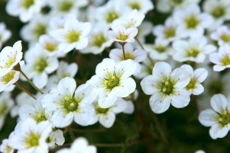 Saxifrage