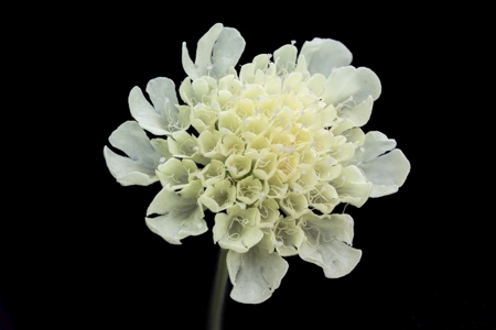 Scabious