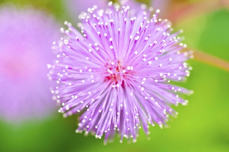 Sensitive Plant