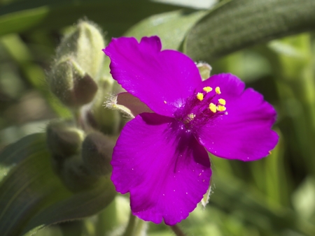 Spiderwort