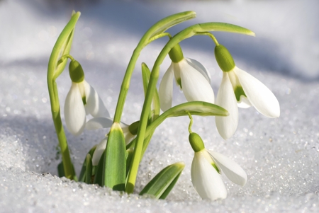 Snowdrop