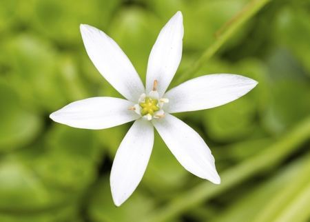 Star of Bethlehem