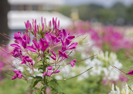 Spider Flower (Cleome)