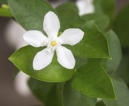 Stephanotis (Madagascar Jasmine)