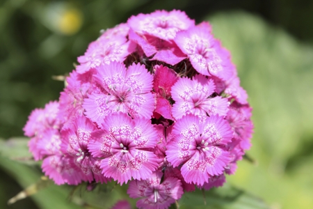 Sweet William