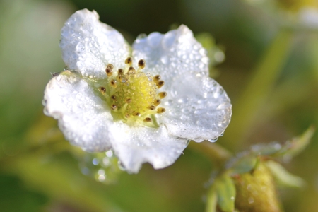 Strawberry Flower