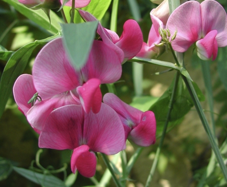 Sweet Pea Flower