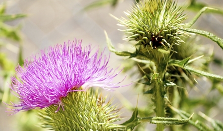 Thistle