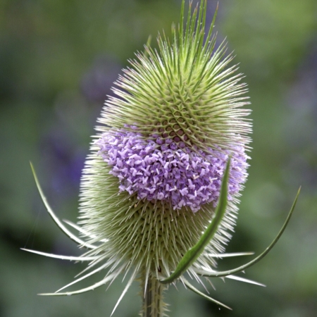 Teasel Flower