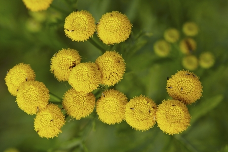 Tansy