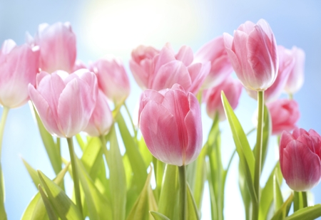 Tulip (Pink)