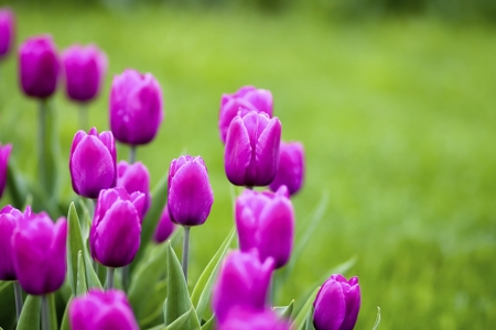 Tulip (Purple)