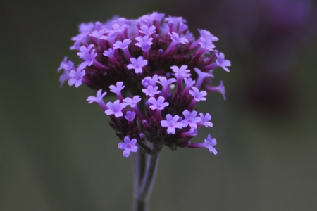 Verbena (Vervain)