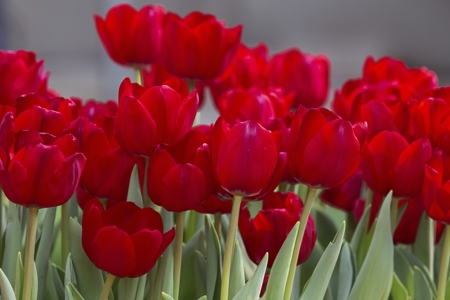 Tulip (Red)