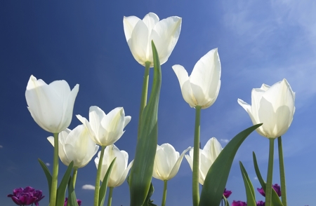 Tulip (White)