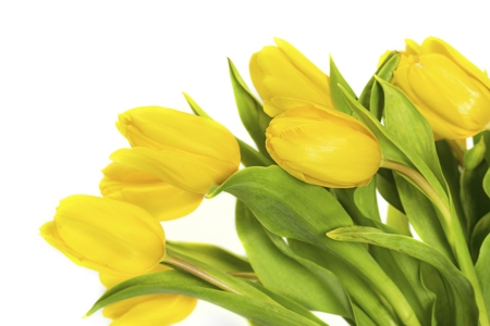 Tulip (Yellow)