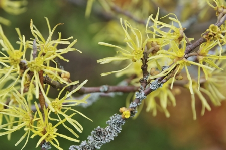 Witch Hazel