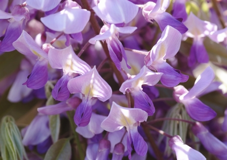 Wisteria