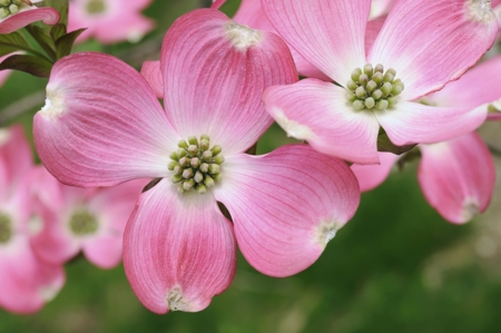 Virginia Flower (Dogwood Flower)