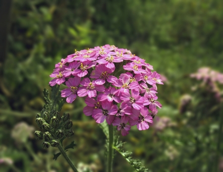 Yarrow