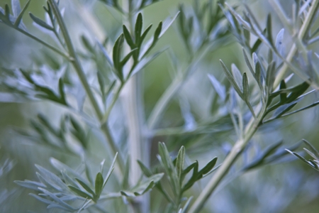 Woodruff Flower (Wild Baby's Breath)