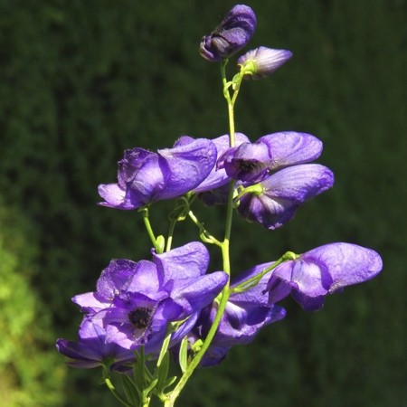 Wolfsbane