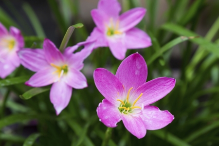 Zephyranthes