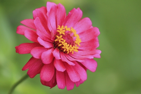 Zinnia (Pink)