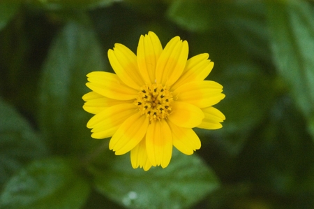 Zinnia (Yellow)
