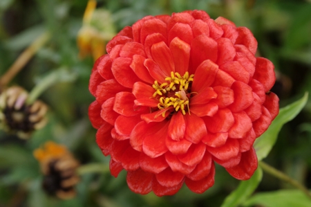 Zinnia (Scarlet)